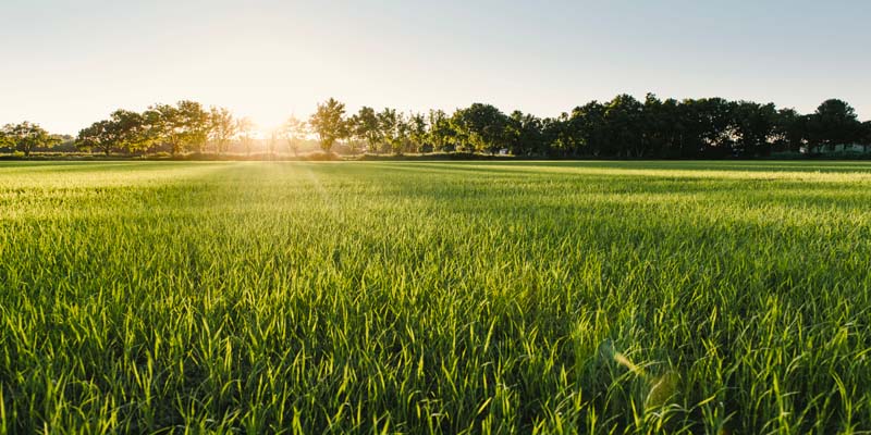 biostimulant agricole