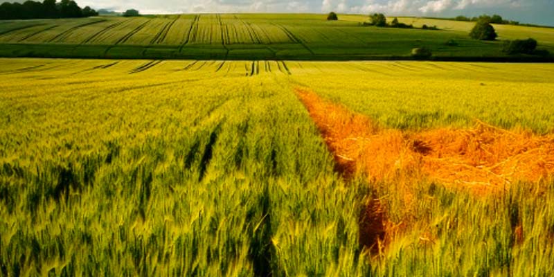carences oligo éléments et céréales