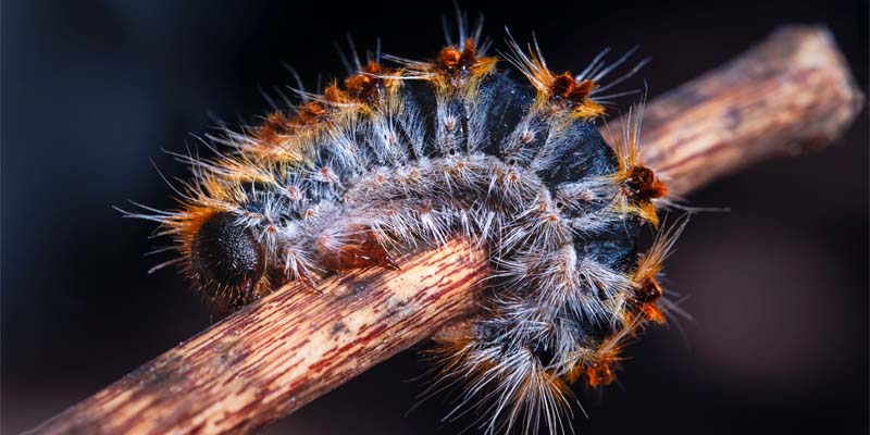 chenilles processionnaires sur une branche