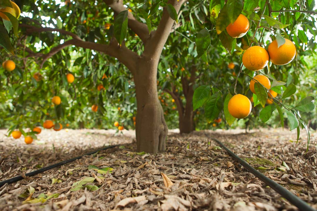 installation irrigation pour orangerai