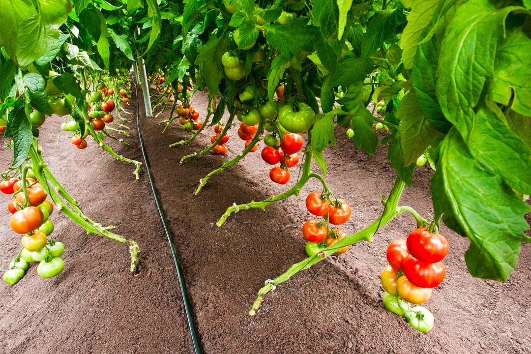 irrigation pour plantation de tomates